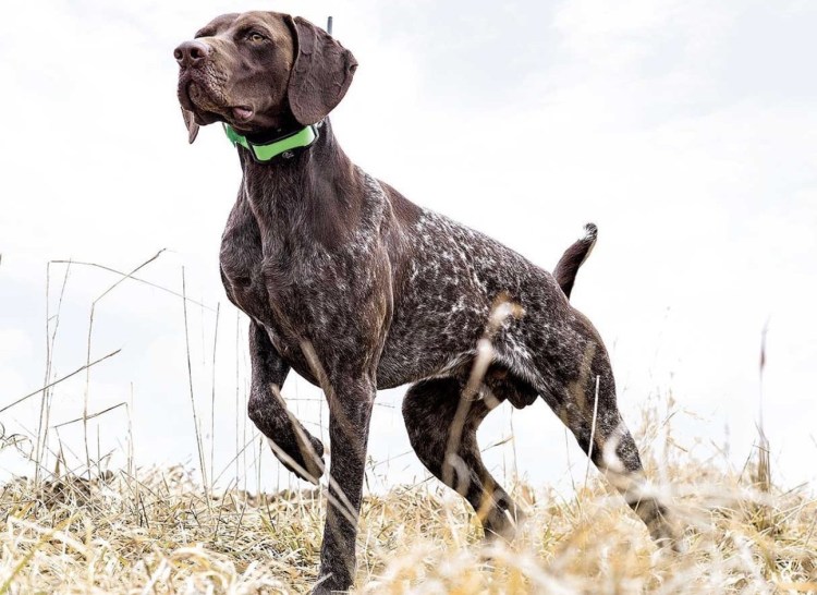 Сеттер Пойнтер Курцхаар