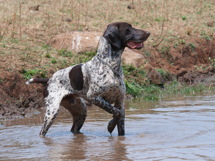 Курцхаар vs Веймаранер
