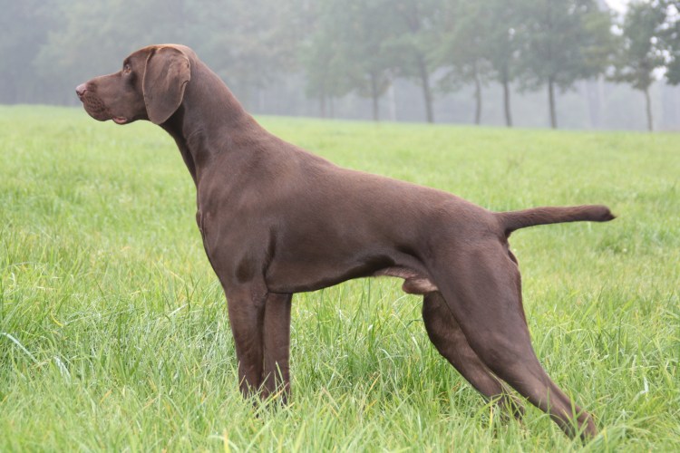 Курцхаар шоколадный