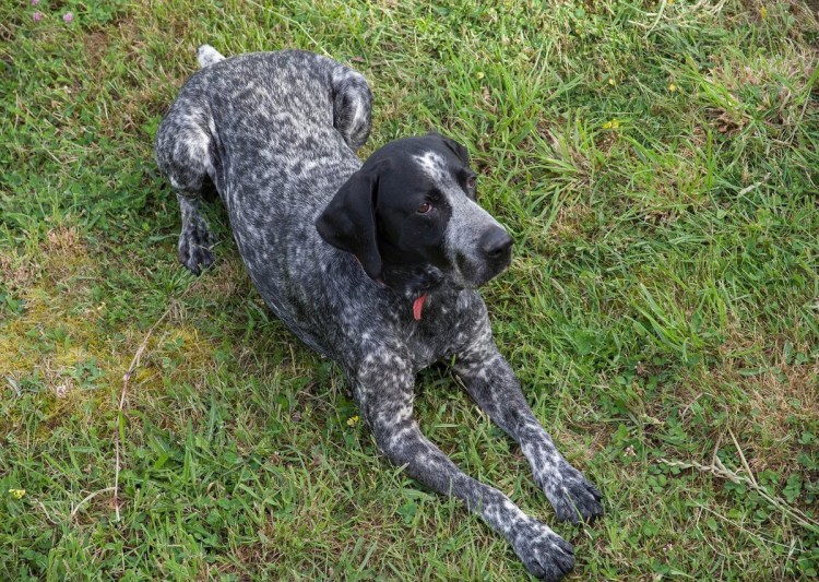 Пойнтер Курцхаар черный