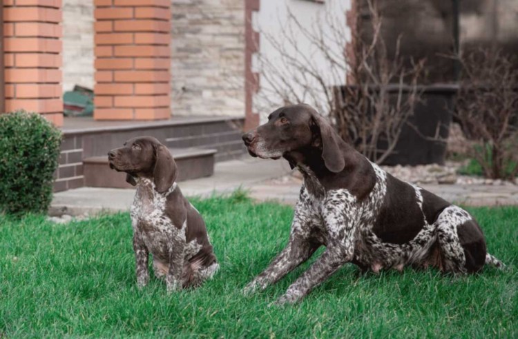 Куртс хар немецкая легавая