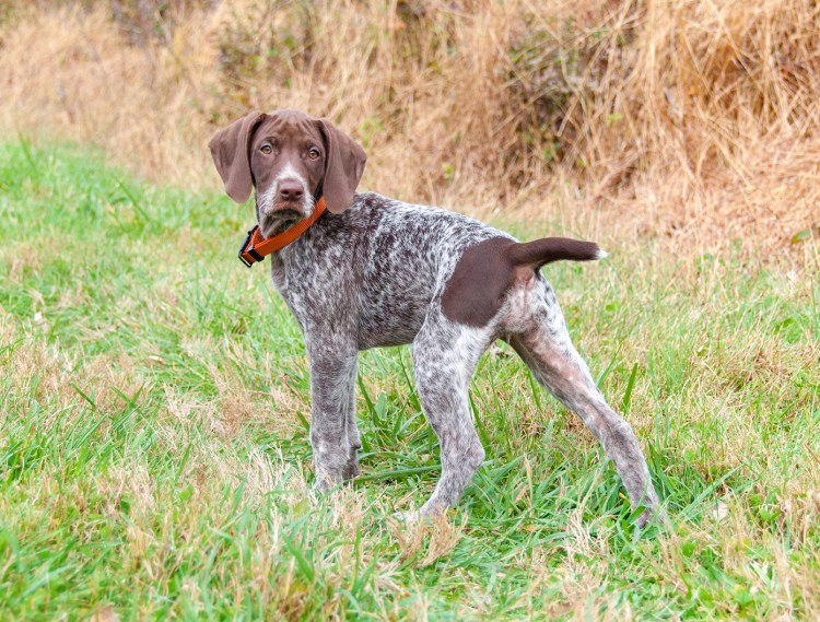 Пит Пойнтер