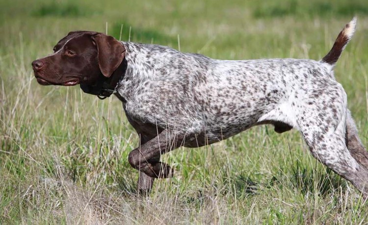 Немецкий Пойнтер Курцхаар