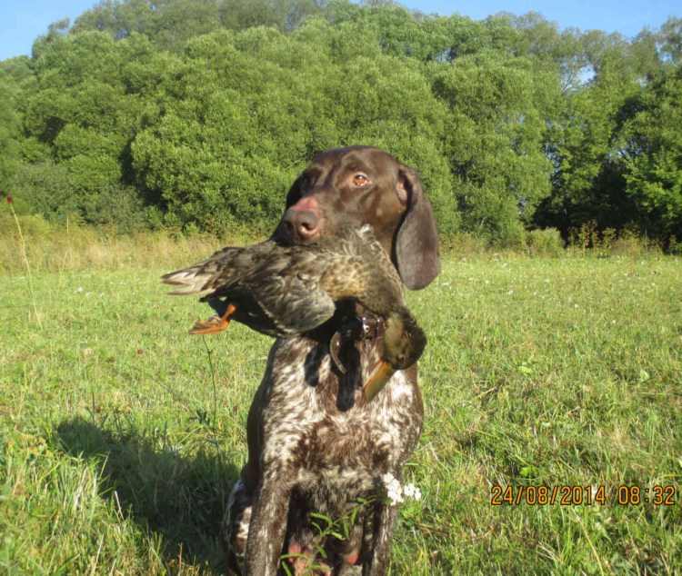 Герта Пойнтер