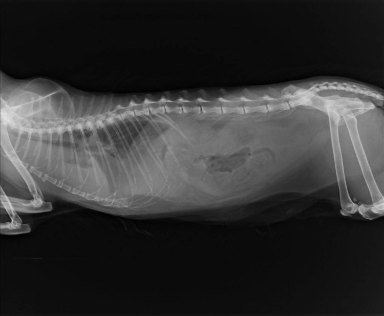 Бронхиальная астма у кошек рентген