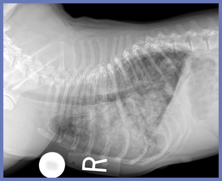 Аспирационная пневмония у собак на рентгене