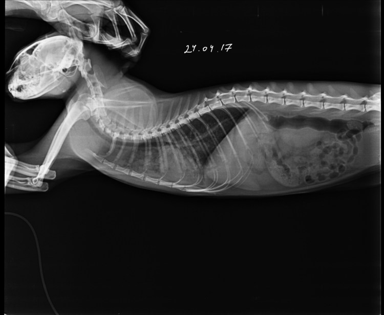 Кардиогенный отек легких у кошек рентген