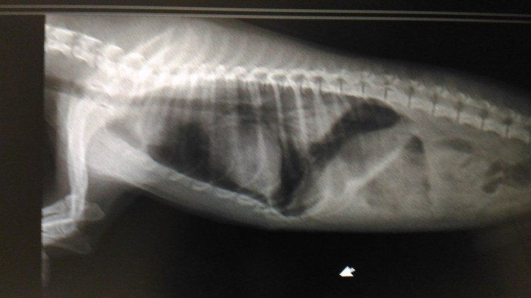 Ателектаз легкого у кошки рентген