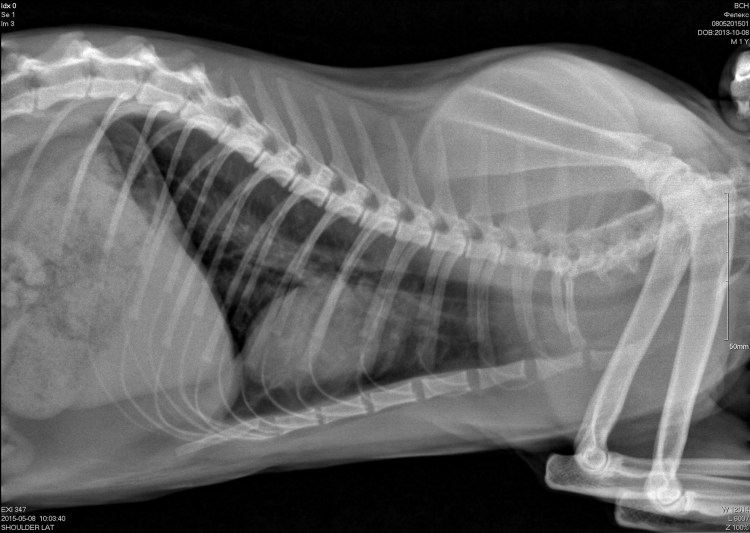 Шиншилла рентген легкие