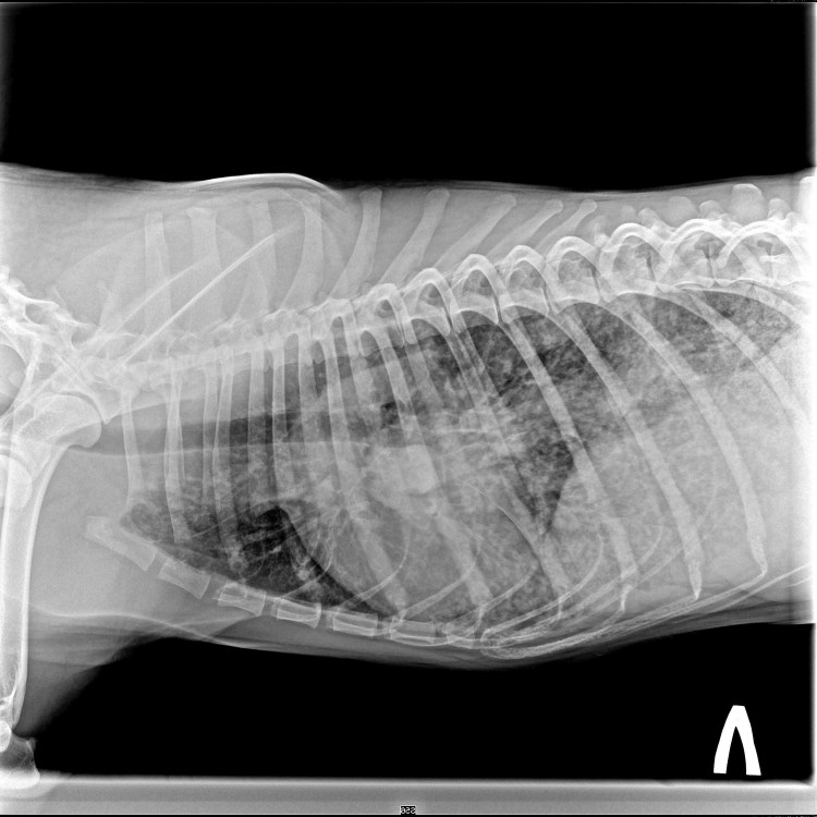 Рентген грудной клетки кошки в норме