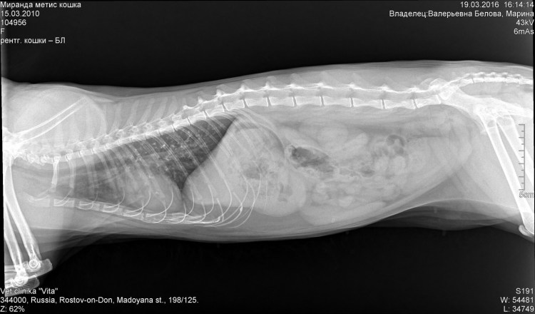 Пневмоторакс у кошки рентген