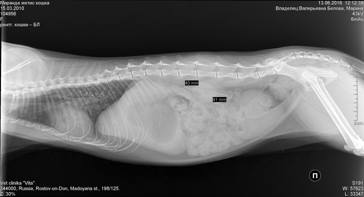 Рентген кошки при астме