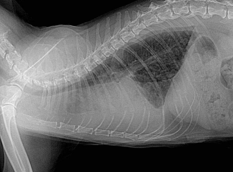 Метастазы в легких у кошки рентген