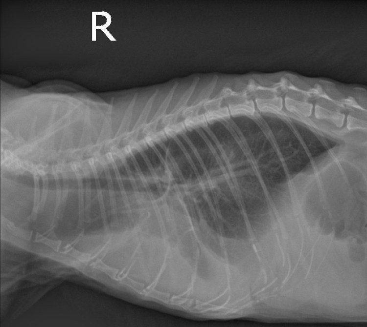 Пневмоторакс у кошки рентген