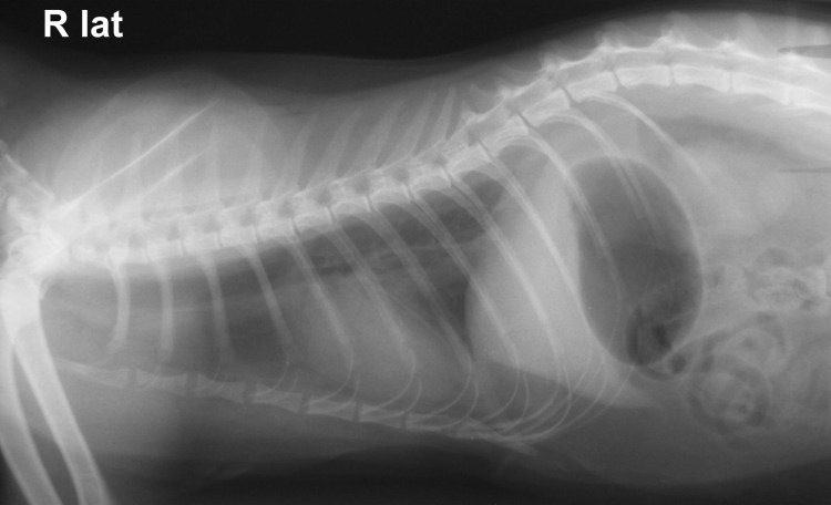 Плеврит у собаки рентген