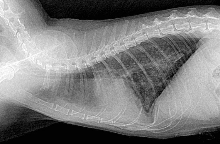 Метастазы в лёгких на рентгене у собаки
