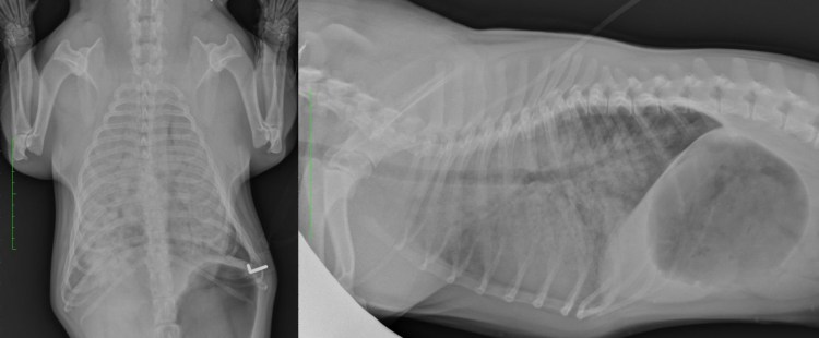 Отёк лёгких у собаки на рентгене
