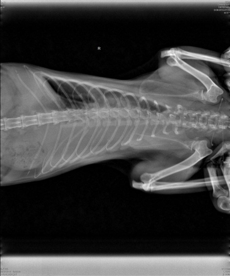 Рентген плеврит животных