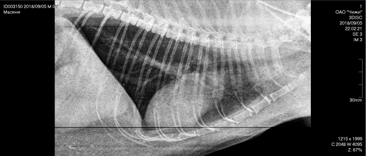 Пневмоторакс у собаки рентген