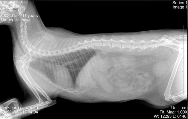 Заворот кишки у собаки рентген