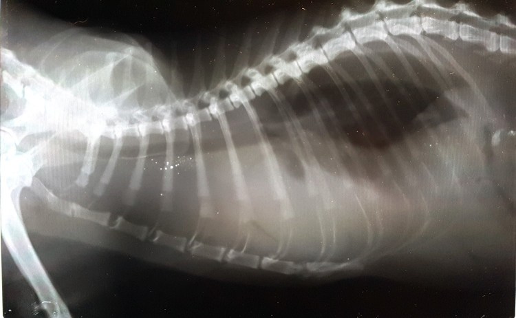 Боковая проекция грудной клетки собаки рентген