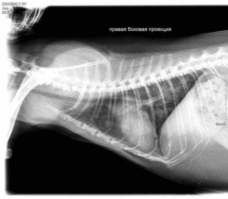 Ателектаз у кошки рентген