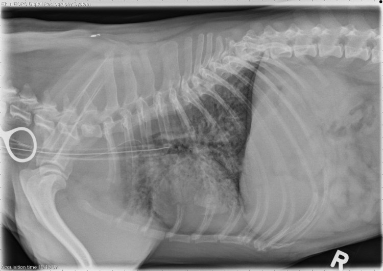 Аспирационная пневмония кошек на рентгене