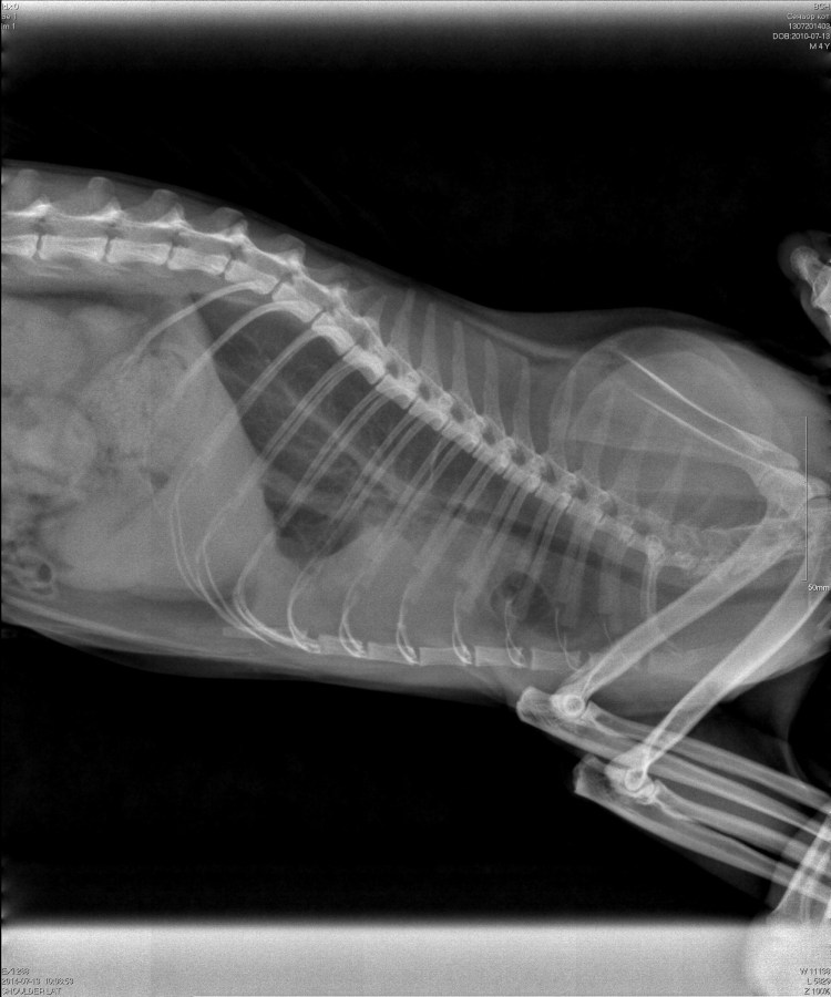 Пневмоторакс у кошки рентген