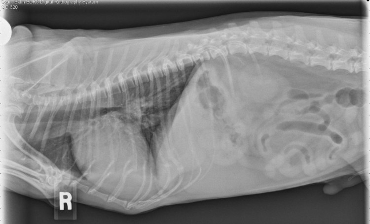 Рентген грудной клетки собаки норма