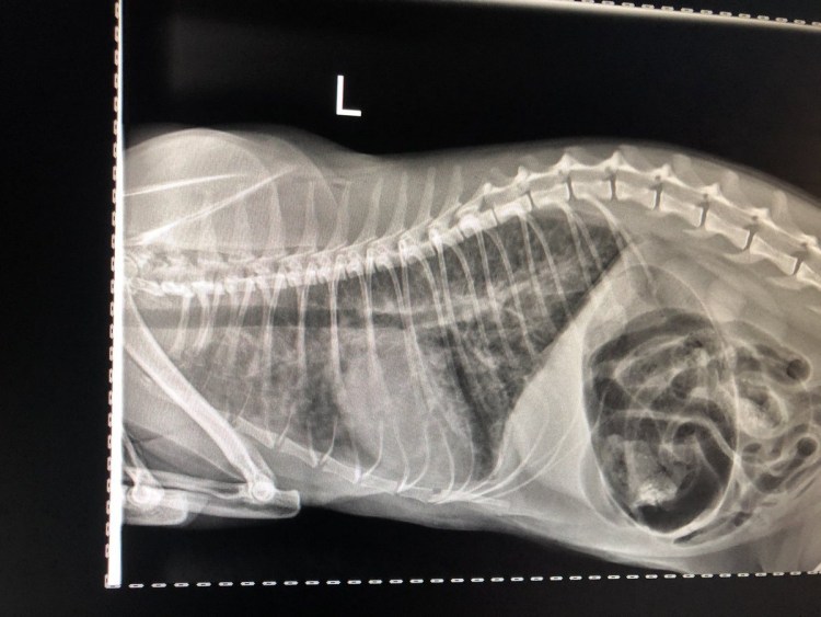 Кардиогенный отек легких кота рентген