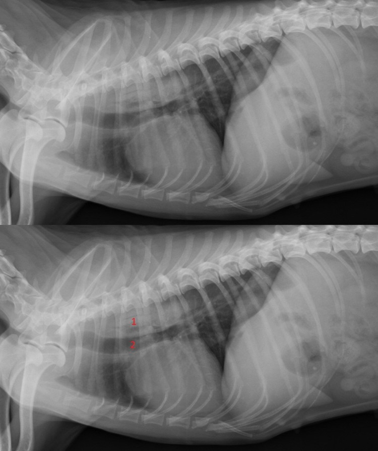 Перикардит у собаки рентген