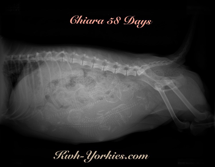 Пневмоторакс у кошки рентген