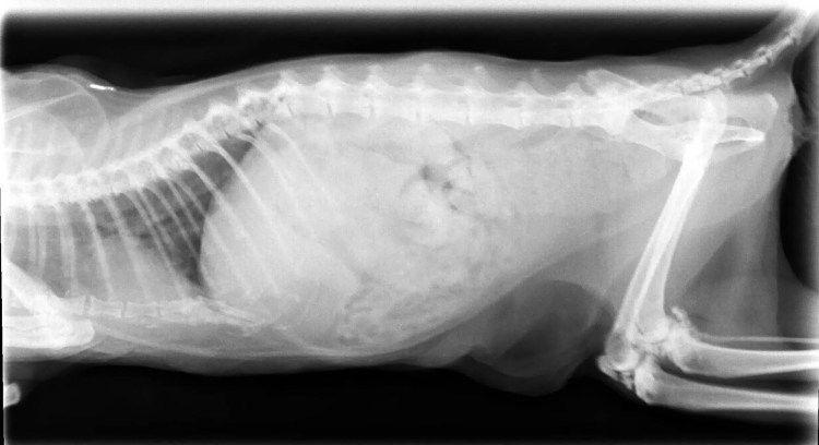 Гидроторакс на рентгене у животных