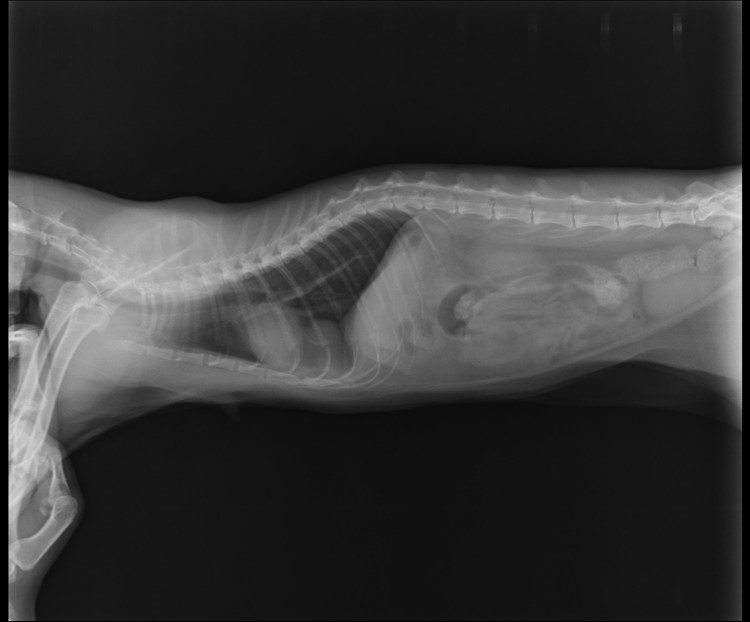 Пневмония у собак рентген