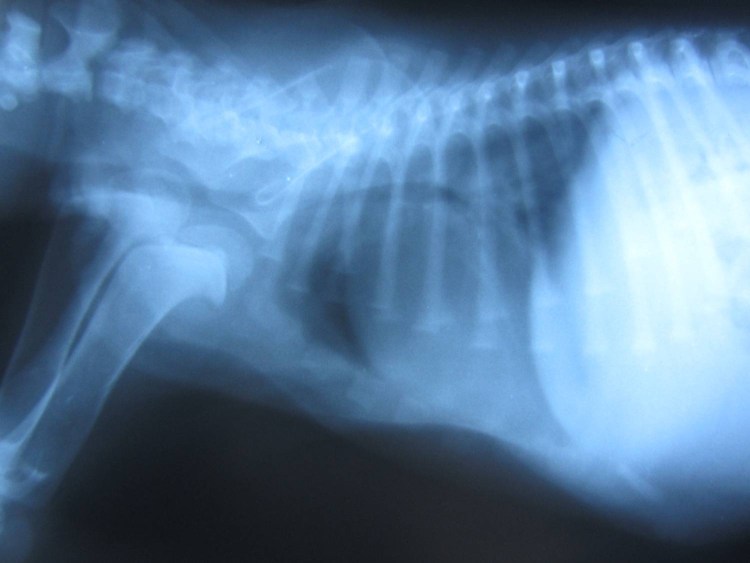 Треугольники на рентгене животных