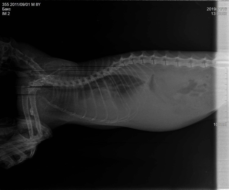 Ателектаз у кошки рентген