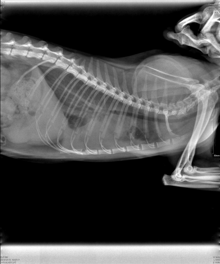 Мегаколон у собаки рентген