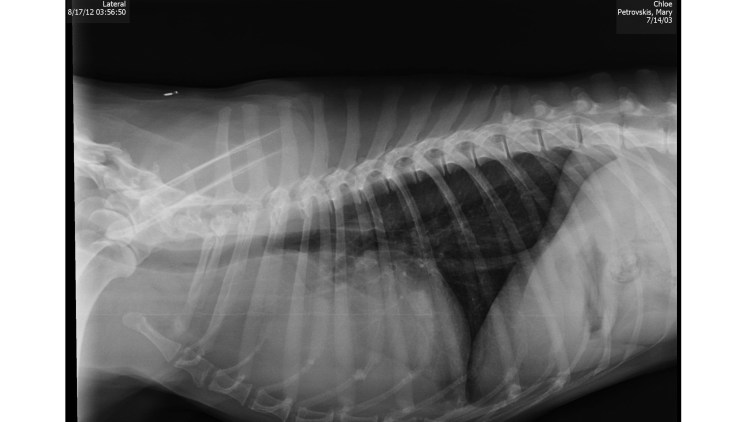 Пневмоторакс у кошки рентген