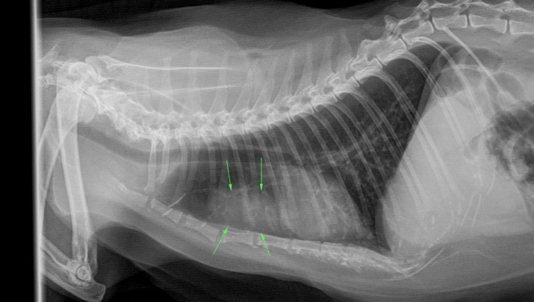 Медиастинальная лимфома у кошек