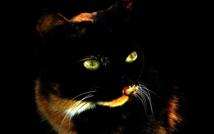 Кошка с горящими глазами