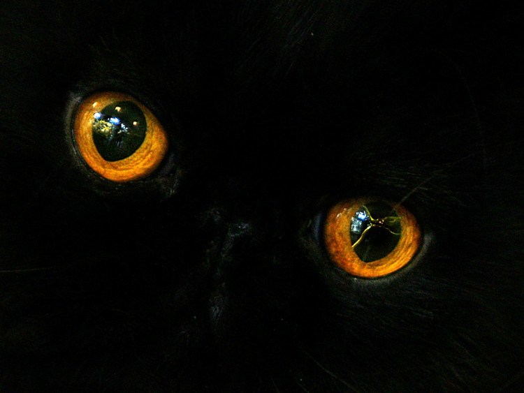 Глаза животных в темноте