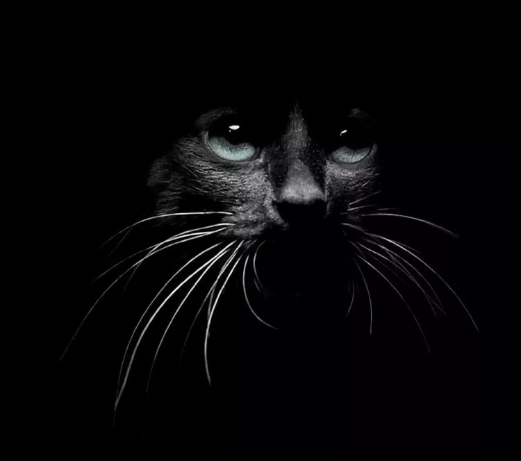 Кошка в темноте