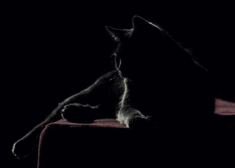 Черная кошка в темноте