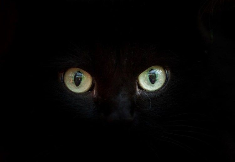 Глаза в темноте