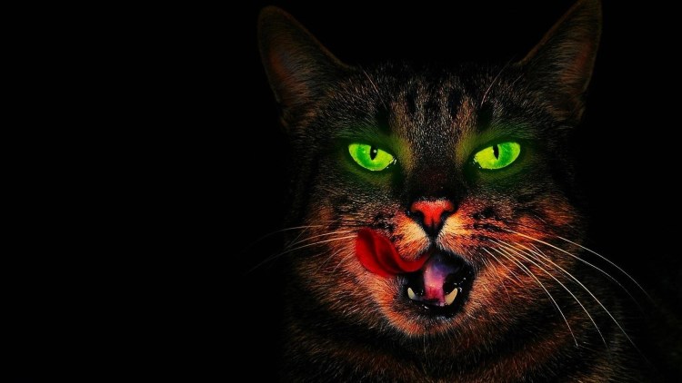 Кот с зелеными глазами