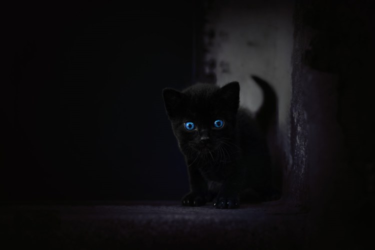 Кот в темноте