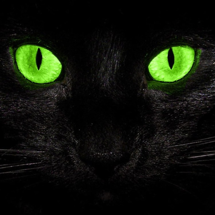 Черная кошка в темноте