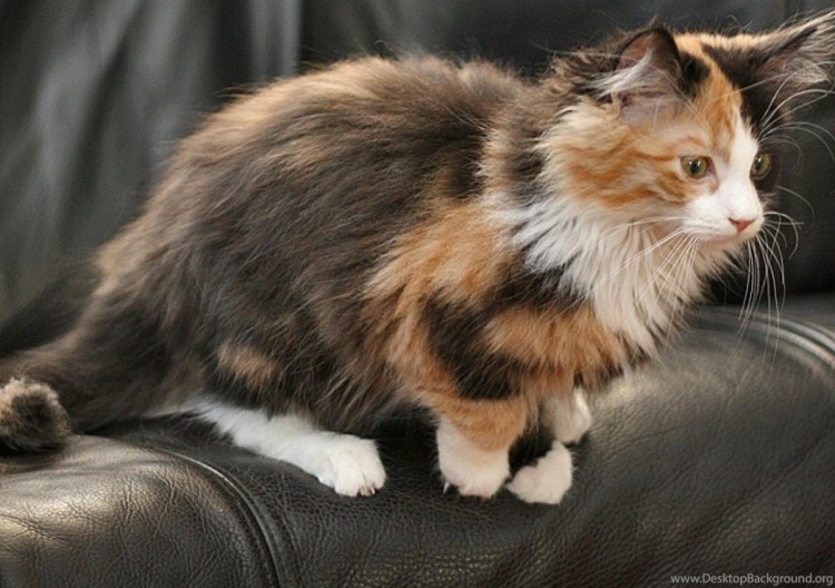 Норвежская Лесная кошка черепаховая