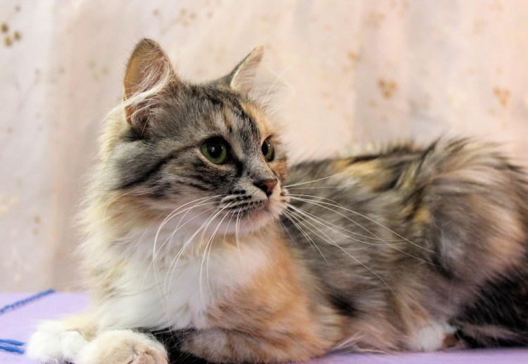 Трехцветная турецкая ангорская кошка