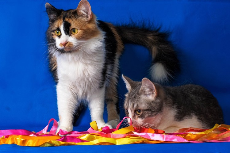 Сибирская кошка трехцветная